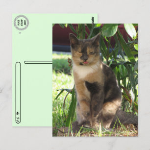 Carte Postale Post-croisement - Callie Muffin dans le chat Silly