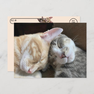 Carte Postale Post-croisement - Chatons dormant Taz et Tito Chat