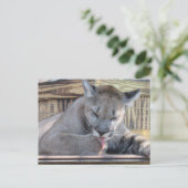 Carte Postale Post-croisement - Cougar Cub Pic 11 mois (Debout devant)