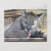 Carte Postale Post-croisement - Cougar Cub Pic 11 mois (Devant)