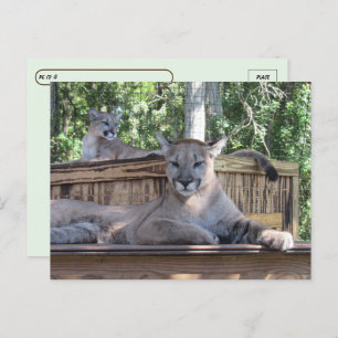 Carte Postale Post-croisement - Cougar Cubs 11 mois Pic