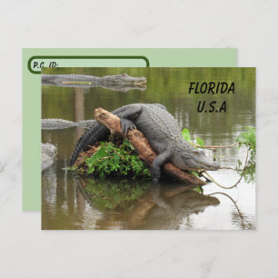 Carte Postale Post-croisement Florida Alligator avec boîte d'ide