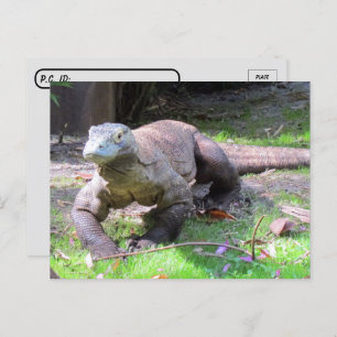 Carte Postale Post-croisement - Komodo Dragon à l'air doux
