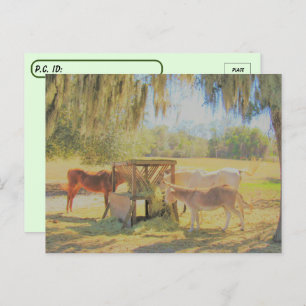 Carte Postale Post-croisement =La station d'alimentation 2 cheva