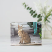 Carte Postale Post-croisement - Photo d'un Bobcat de Floride (Debout devant)