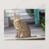 Carte Postale Post-croisement - Photo d'un Bobcat de Floride (Devant)
