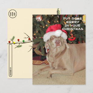Carte Postale Post-croisement - Pluie le Noël du Weimaraner