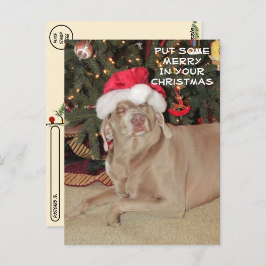 Carte Postale Post-croisement - Pluie le Noël du Weimaraner (Devant / Derrière)