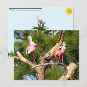 Carte Postale Post-croisement - Roseate Spoonbill - Florida Cart