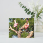 Carte Postale Post-croisement - Roseate Spoonbill - Florida Cart (Debout devant)