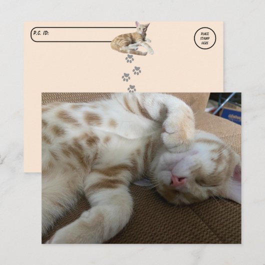 Carte Postale Post-croisement - Taz The Adorable Ginger Tabby -  (Devant / Derrière)