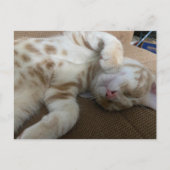 Carte Postale Post-croisement - Taz The Adorable Ginger Tabby -  (Devant)