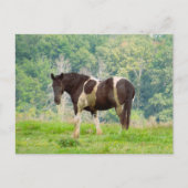 Carte Postale Post-franchissement - Cheval peint américain dans  (Devant)