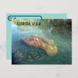 Carte Postale Post-traversée Floride Manatee et bébé avec boîte 