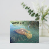 Carte Postale Post-traversée Floride Manatee et bébé avec boîte  (Debout devant)