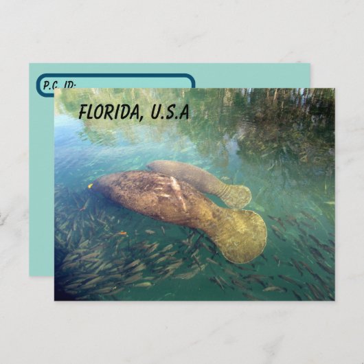 Carte Postale Post-traversée Floride Manatee et bébé avec boîte  (Devant / Derrière)