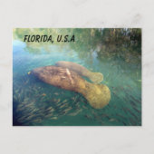 Carte Postale Post-traversée Floride Manatee et bébé avec boîte  (Devant)