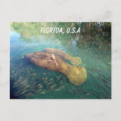Carte Postale Post-traversée Floride Manatee et bébé avec boîte (Devant)