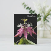 Carte Postale Postal de Passiflora (Debout devant)