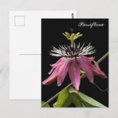 Carte Postale Postal de Passiflora (Devant / Derrière)