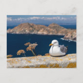 Carte Postale Postal gaviota en las Islas Cíes (Devant)