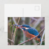 Carte Postale Postcard (Devant / Derrière)