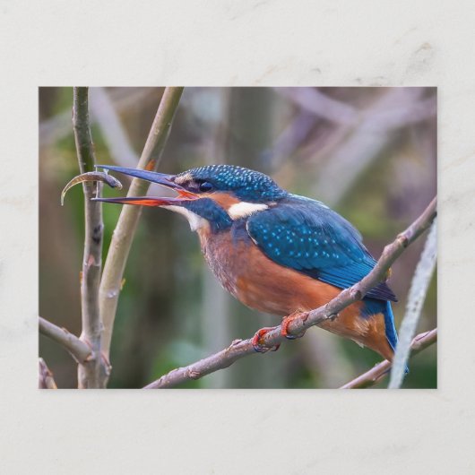 Carte Postale Postcard (Devant)