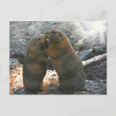 Carte Postale Postcard (Devant)