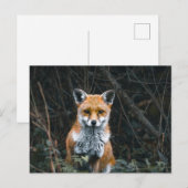 Carte Postale Postcard (Devant / Derrière)