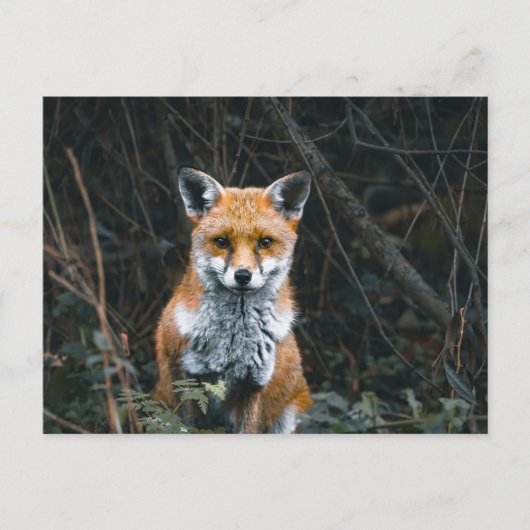 Carte Postale Postcard (Devant)