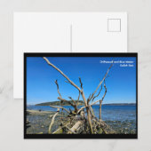 Carte Postale Postcard (Devant / Derrière)