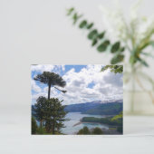 Carte Postale Postcard Araucaria araucana, Chili (Debout devant)