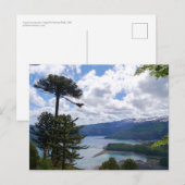 Carte Postale Postcard Araucaria araucana, Chili (Devant / Derrière)