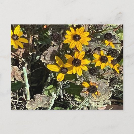 Carte Postale Postcard de Yellow (Devant)