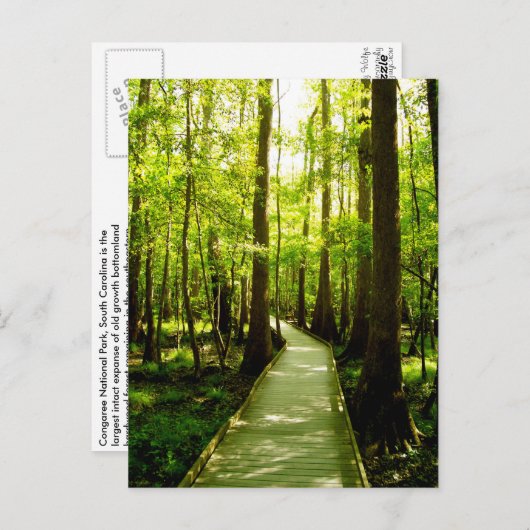 Carte Postale Postcard - Forest Path (Devant / Derrière)