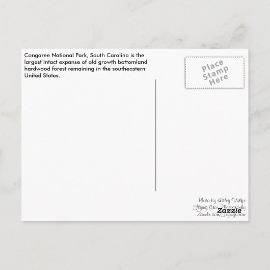 Carte Postale Postcard - Forest Path (Dos)