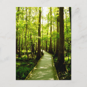 Carte Postale Postcard - Forest Path