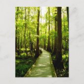 Carte Postale Postcard - Forest Path (Devant)