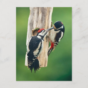 Carte Postale Postcard Great Spotted Woodpecker feeding young