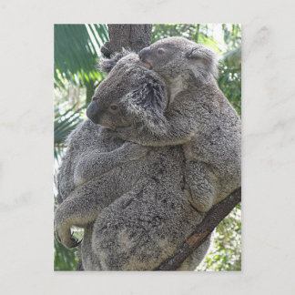 Carte Postale Postcard Koalas QLD Australia