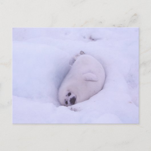 Carte Postale Postcard of a seal stuck in the snow (Devant)