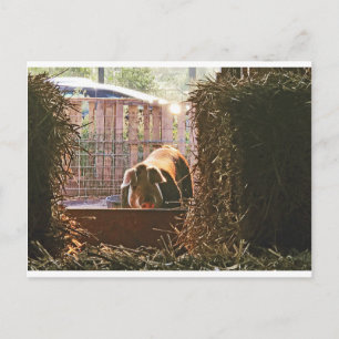 Carte Postale Postcard of Molly the pig.