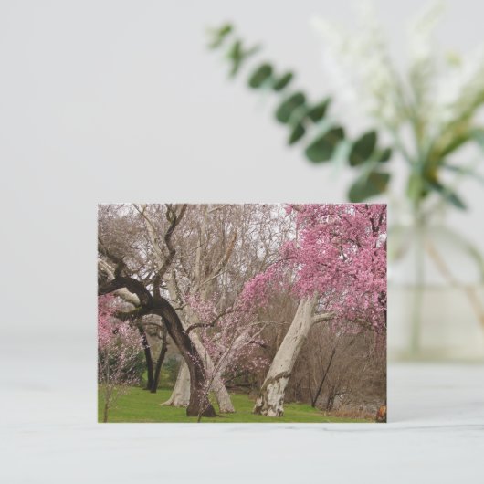 Carte Postale POSTCARD - Springtime in Chico, CA (Debout devant)