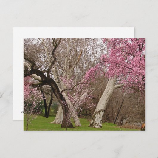 Carte Postale POSTCARD - Springtime in Chico, CA (Devant / Derrière)
