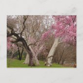 Carte Postale POSTCARD - Springtime in Chico, CA (Devant)