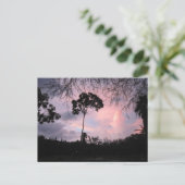 Carte Postale Postcard : Sunset World Floride (Debout devant)