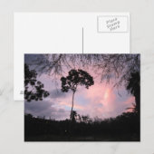 Carte Postale Postcard : Sunset World Floride (Devant / Derrière)