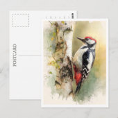 Carte Postale Postcard. Woodpecker (Devant / Derrière)