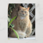 Carte Postale Postcroisement Beauté le Stray Cat's Postcard (Devant)