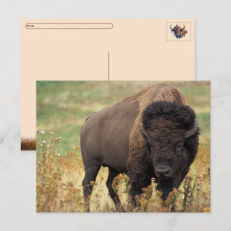 Carte postale Postcrossing Bison d'Amérique / Biso